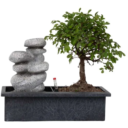 Plant in a Box bonsai slap stones - bonsai - višina 25-35cm - ⌀29cm, (21757960)