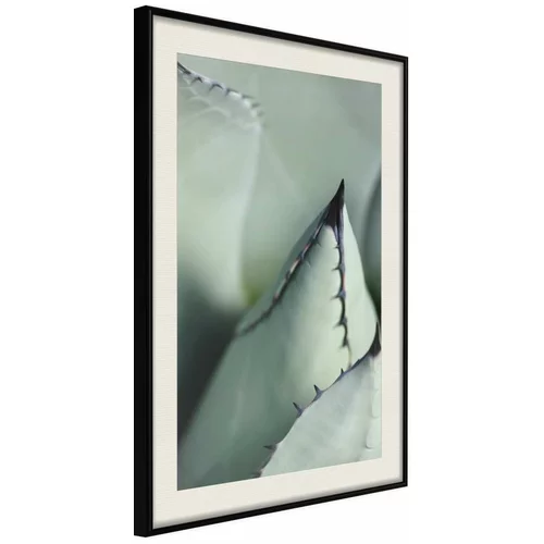  Poster - Young Leaf of Agave 40x60
