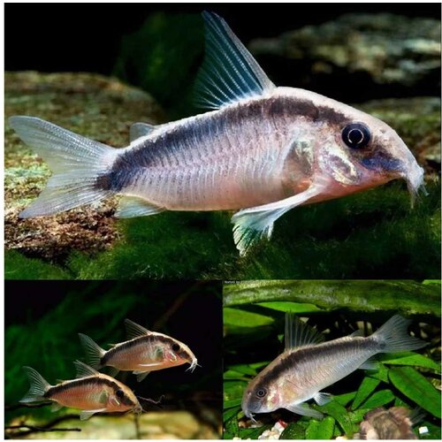Akvarijum Centar Skunk cory Cene