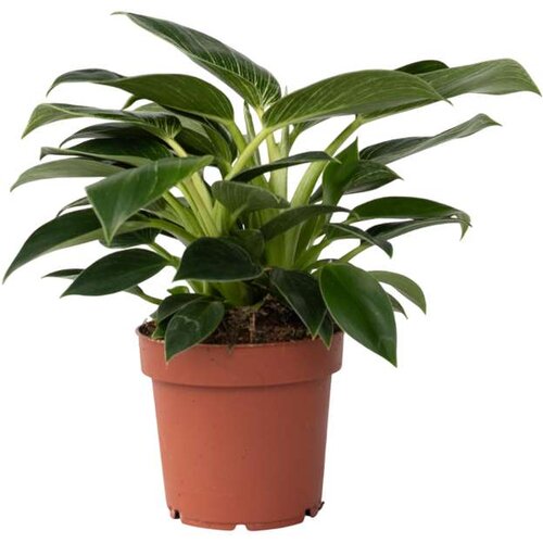 Plant in a Box filodendron - philodendron 'white wave' - višina 25-40cm - ⌀12cm, (21758103) Cene