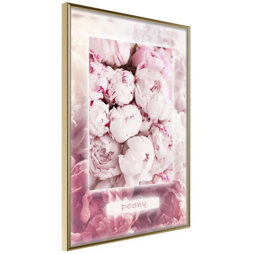  Poster - Scent of Peonies 20x30 Slike