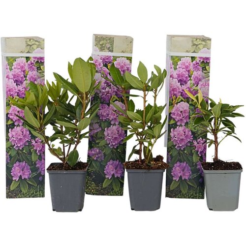 Plant in a Box rododendron - 3 kos - rhododendron 'catawbiense purple' - višina 25-40cm - ⌀9cm, (21757476) Cene