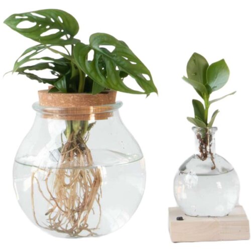 Plant in a Box Mešanica rastlin v steklu - Set 2 - Clusia, Monstera - Višina 15-35cm - ⌀20cm, (22007876) Cene