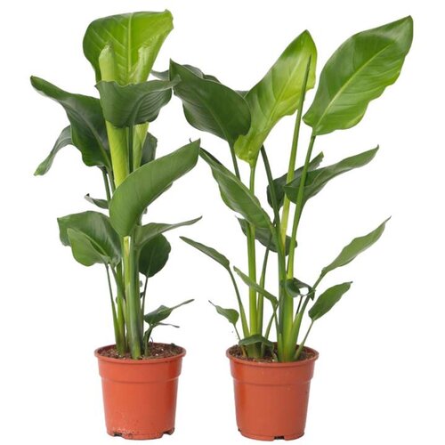 Plant in a Box Strelicija - 2 kos - Strelitzia nicolai - Višina 55-70cm - ⌀17cm, (21757880) Cene