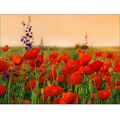  Poster Young Living (&amp;Scaron; x V: 80 x 60 cm) Slike