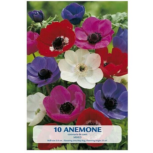  Cvjetne lukovice Anemone (Mješane boje, Botanički opis: Anemone) Cijene