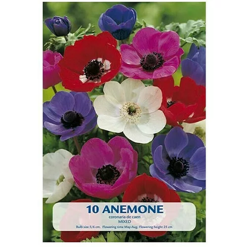  Cvjetne lukovice Anemone (Mješane boje, Botanički opis: Anemone)
