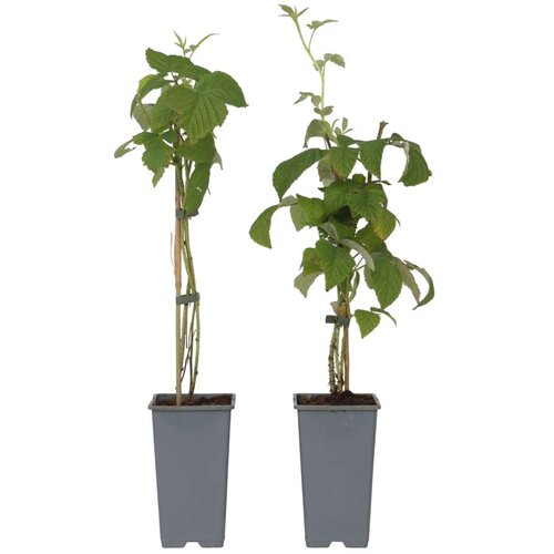 Plant in a Box malina - 4 kos - rubus idaeus 'malling promise' - višina 50-60cm - ⌀15cm, (21757529) Cene