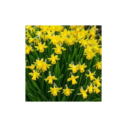  Narcissus Tete a tete u saksiji Cijene