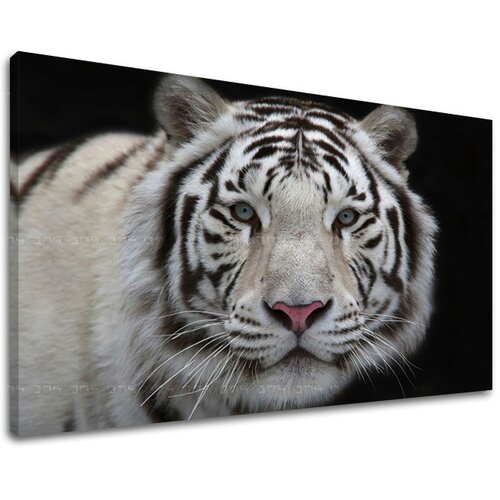  Slike na platnu životinje  (moderne slike na platnu) Cene