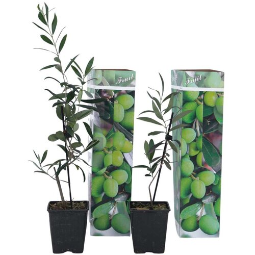 Plant in a Box oljčni grm - 2 kos - olea europaea - vi&amp;scaron;ina 25-40cm - ⌀9cm, (21757543) Slike