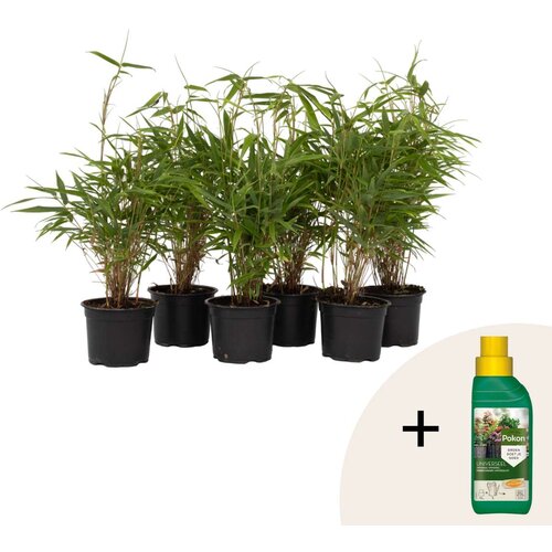 Plant in a Box Bambus - 6 kos - Fargesia rufa - Višina 25-40cm - ⌀13cm, (21873211) Cene