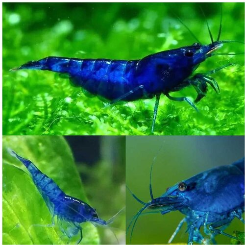 Akvarijum Centar Blue shrimp Cene