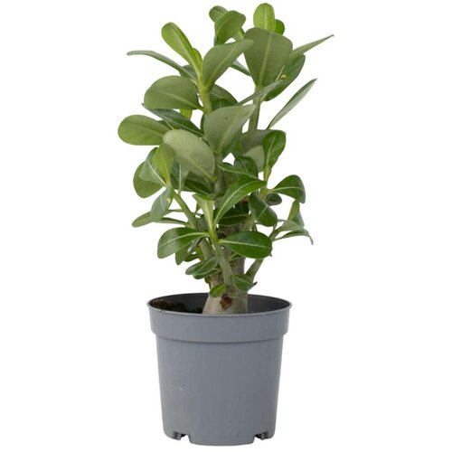 Plant in a Box tolsti adenij - adenium obesum - višina 25-40cm - ⌀10,5cm, (21758010) Cene
