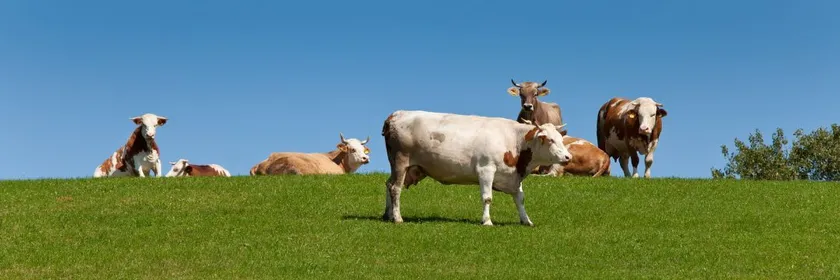 Nature Kmetijstvo, vinogradništvo in sadjarstvo