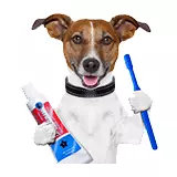 Zdravje in higiena psov